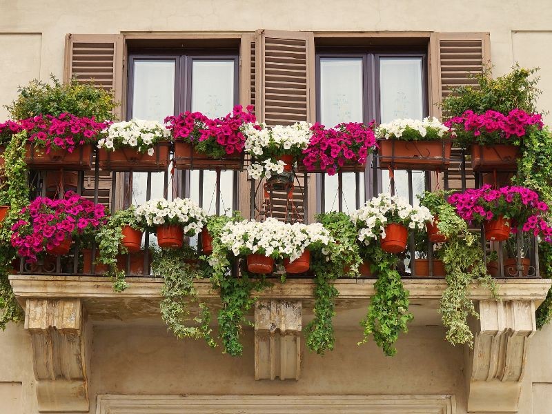 Piante da esterno primaverili: il segreto per un giardino che fa innamorare